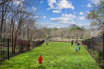 Dog park